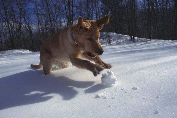 Dog Chasing Snow Ball