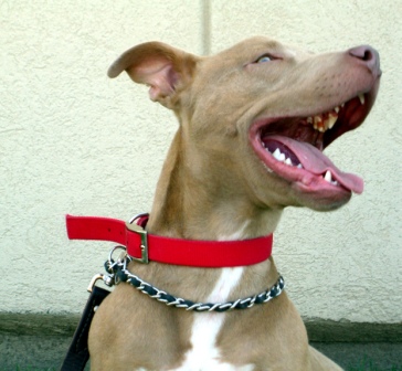 Pit Bull Terrier Need a home