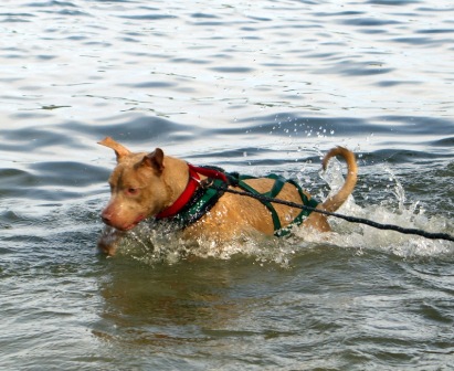 Pitbull swimming
