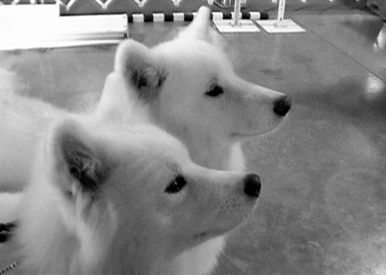 Samoyed Dogs Flirt & Stella