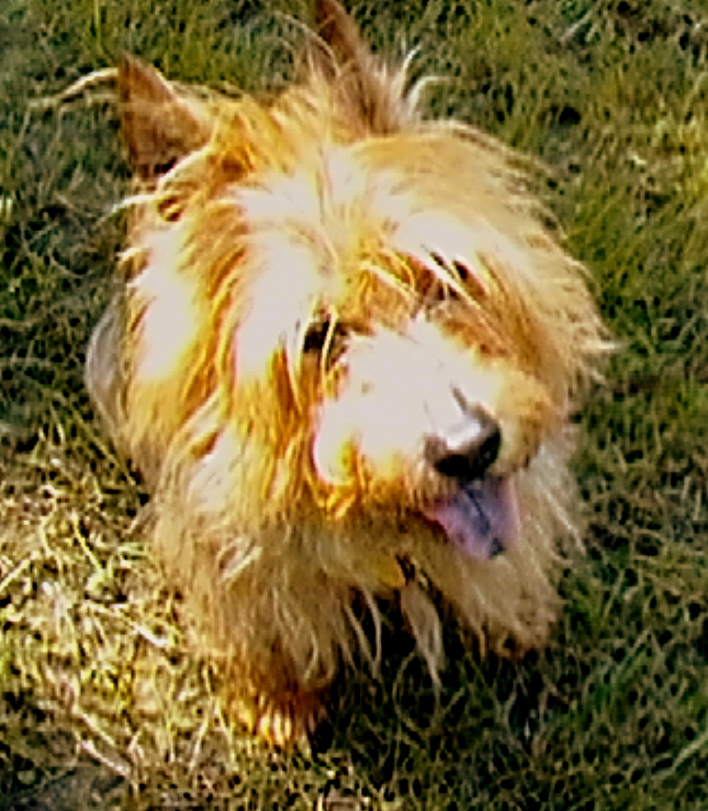 Holden - Australian Terrier