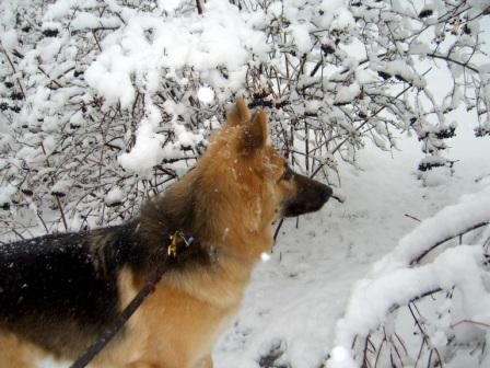 Shayna - German Shepherd dog in the snow