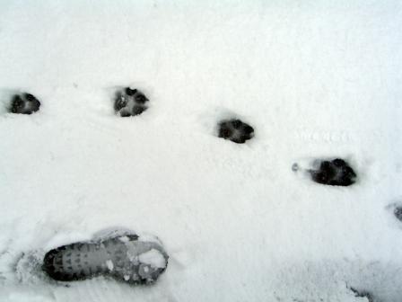 snowy paw prints