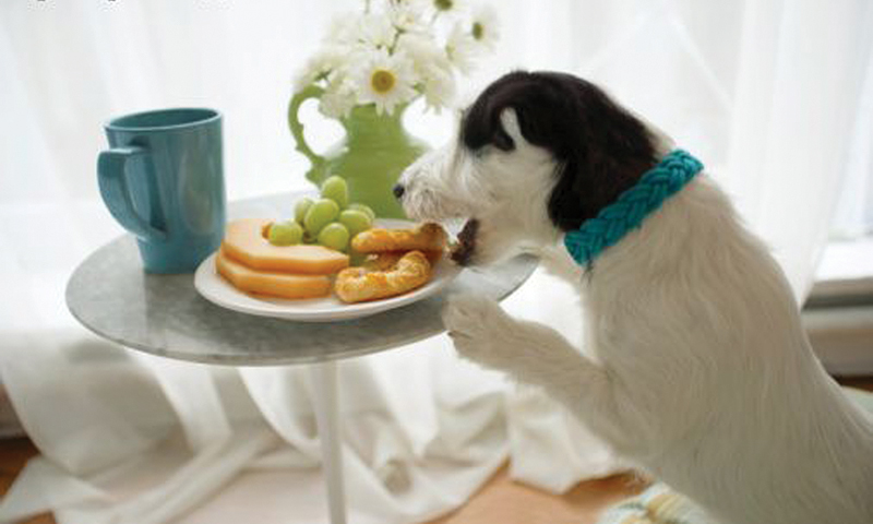 Jack  Russell Terrier stealing pastries