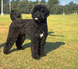 Portugese Water Dog compliments of AKC.org