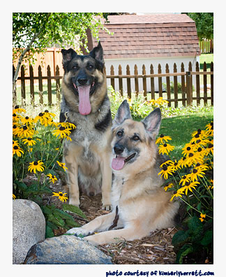 Two German Shepherd Dogs