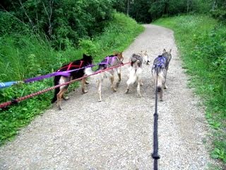 Four Dog Canicross