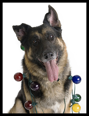 German Shepherd Dog in Christmas Lights