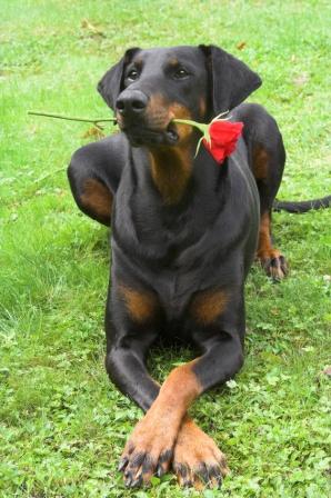 Doberman holding rose